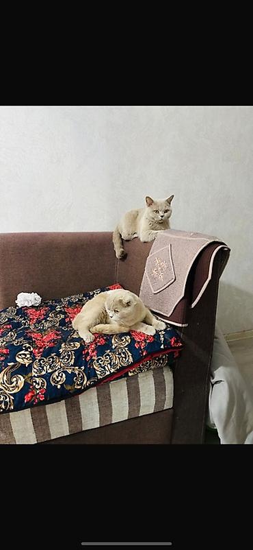британцы котята: Два милых котенка породы шотландская вислоухая, оба с кремовым окрасом — 2