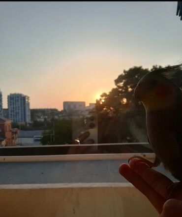 Tutuquşları: Karela papuqay 1 yaşi var insanlardan qaçmir 2 söz deyil aşkim cici — 6