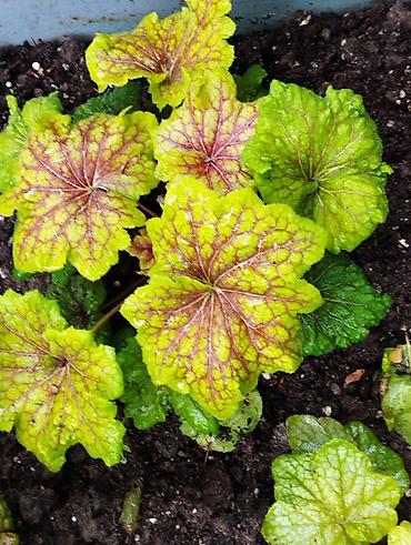 Другие садовые цветы и кустарники: Продаю гейхеру. В коллекции более 80 сортов. Звоните по тел. Вацап — 4