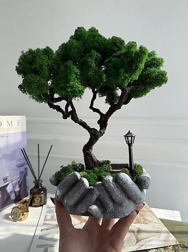 Декоративные цветы: В переводе с японского Бонсай означает «дерево, выращенное в блюде» — 49