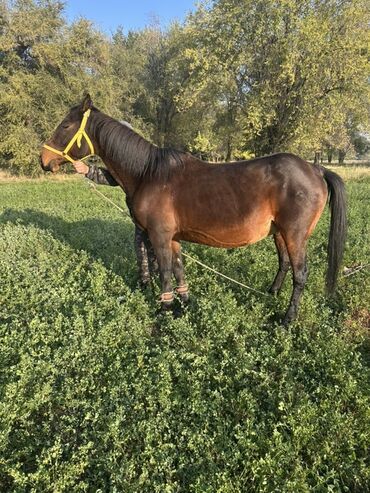 собака доберман сколько стоит: Продаю | Кобыла (самка) | Для разведения