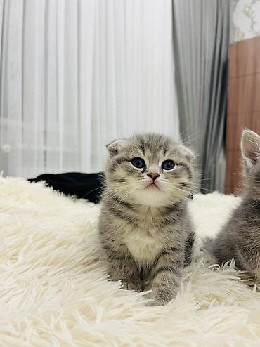 Pişiklər: Şotland, Erkək — 5