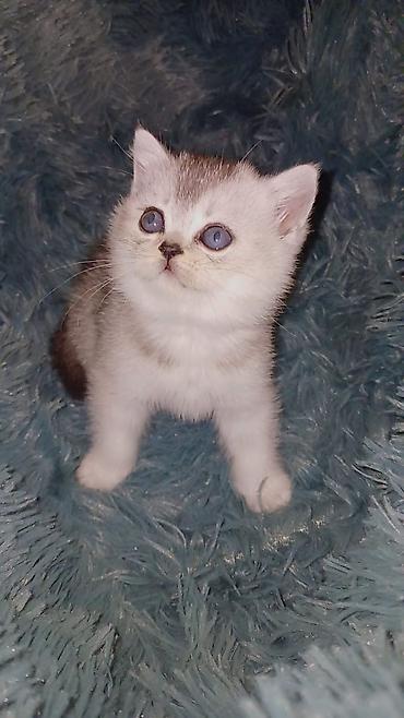 Pişiklər: Britan, Erkək, Dişi, Yaxşı əllərə, Ünvandan götürmə, Pulsuz çatdırılma, Ödənişli çatdırılma — 2