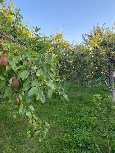 аренда дом без хозяина: Продаётся дача чолпон ата выше пмк документы впорядке есть домик