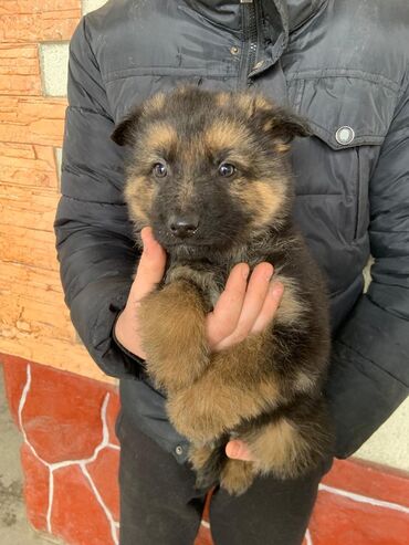 эркек кучук: German Shepherd dog, 1 month age dog, Эркек