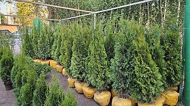 Семена газона: Газонные семена и почвосмеси для газона - Марки: Green Field — 6