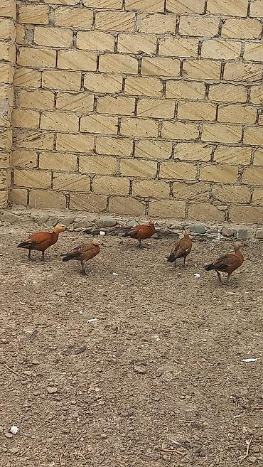 qaz quş: Satılır: Ruddy shelduck (qızılı ördək) dəstəsi - Növ: Tadorna — 2