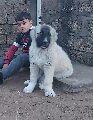 i̇tler: Qafqaz çoban iti, 7 ay, Erkək, Peyvəndli — 5