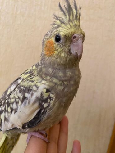 Tutuquşları: Korella,öz papuqaymızdı,bala vaxtdan saxlayırıq 6 aylıqdı, ələ — 2