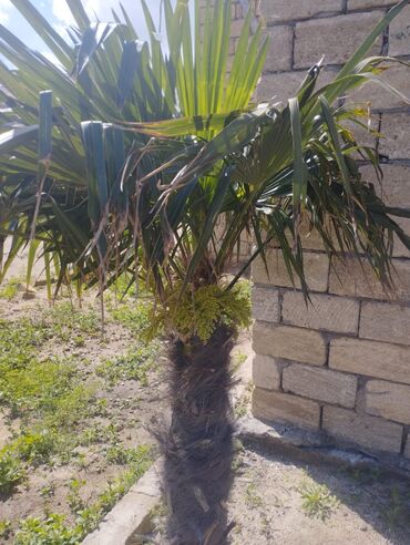 otaq bitkileri: Palma ağacları 2 ədəd satılır qiymət 200-300 manat