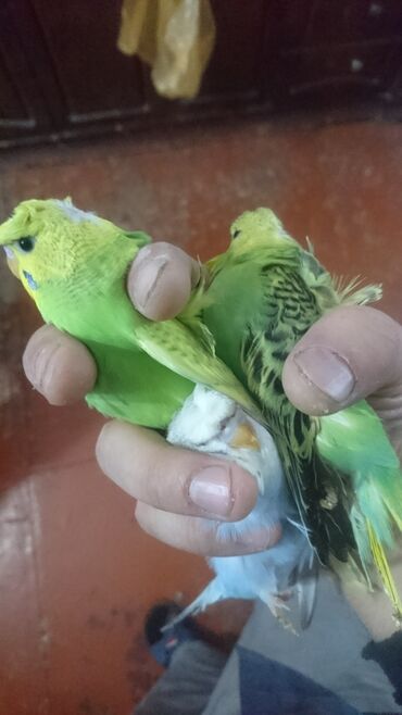 Tutuquşları: Yaponiclər və yaponicdən dömmələr — 3