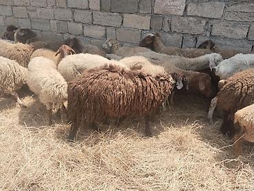 qala cinsi qoyun satilir: Salam tam saglam heyvanlar satilir qoyun quzu keci cepis qoc kime ne — 8