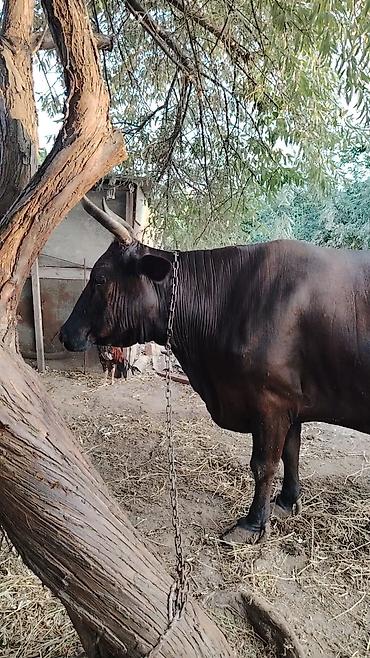simmental inək cinsi: Heyvan 5 qarın doğub Təzə doğanda 26 litr süd verir. 7 aydı doğub hal — 5