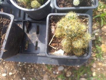 Kaktus: Kaktus — 5