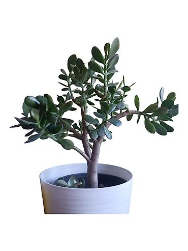 cool posteljina: Sukulenta “Drvo novca” (Crassula ovata) u dekorativnoj saksiji, visina — 2