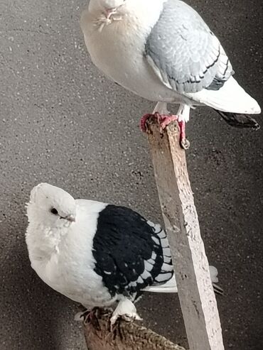 Göyərçinlər: Məhsul: Qüvərcinlər (dekorativ və uçuş növləri) Təsvir: - Rənglər — 12