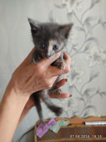 Мышыктар: КОТЁНОК ДЕВОЧКА 1, 5 МЕСЯЦА. ЛАСКОВАЯ НЕЖНАЯ ИГРИВАЯ К ЛОТКУ ПРИУЧЕНА — 8