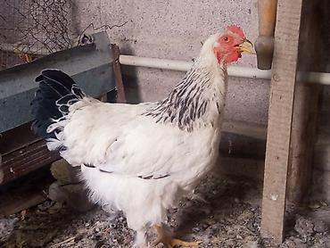 куриные: Продаю | Петух | Полубрама, Брама | Для разведения — 6