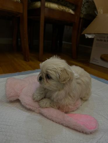 heyvan sahiblendirme: Pekines, 2 ay, Dişi, Peyvəndli, Ödənişli çatdırılma, Ünvandan götürmə — 2