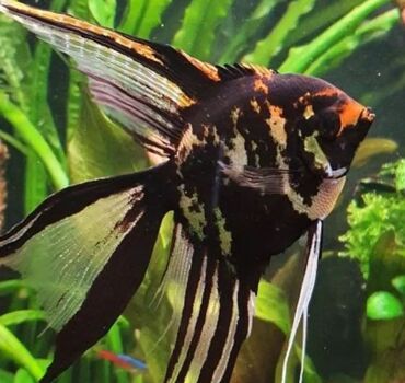 Balıqlar: Akvarium baliglarinin satiwi 🐬Ağ şəffav danio ve glofishler 0.40azn 🦈 — 3