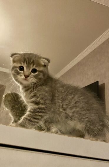 Pişiklər: Şotland yastı qulaq, Ünvandan götürmə, Pulsuz çatdırılma, Ödənişli çatdırılma -da lalafo.az — 3 Pişiklər: Şotland yastı qulaq, Ünvandan götürmə, Pulsuz çatdırılma, Ödənişli çatdırılma — 3