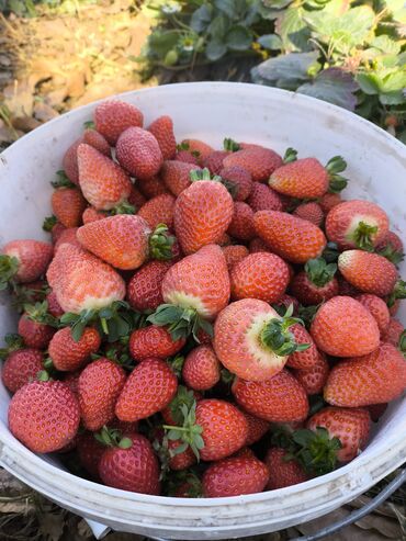 шкаф в комнату: Клубника Альбион