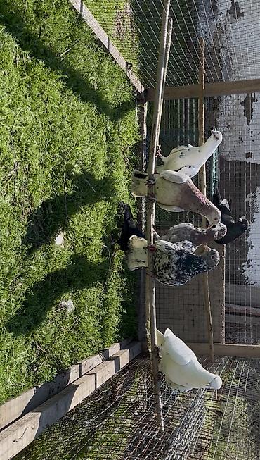 Göyərçinlər: Goyercinler satilir — 11