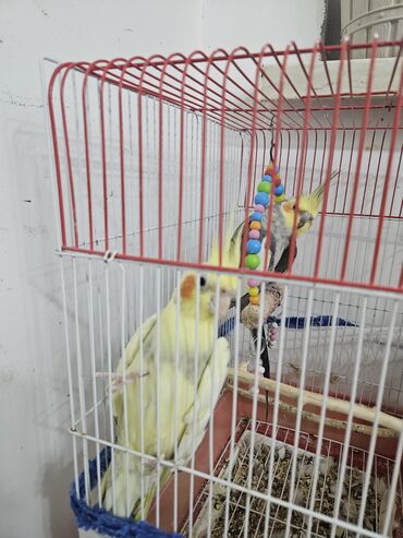 Tutuquşları: 2 ədəd Korella tutuquşuları satılır. biri disi (Luna) biri erkekdi — 9