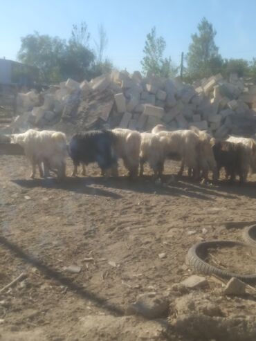 Keçi, çəpiş: Qoyun-keçi təsərrüfatı üçün erkək və dişi keçilər - Cins: yerli — 13