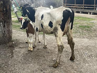 Коровы, быки: Продаю | Корова (самка) — 2