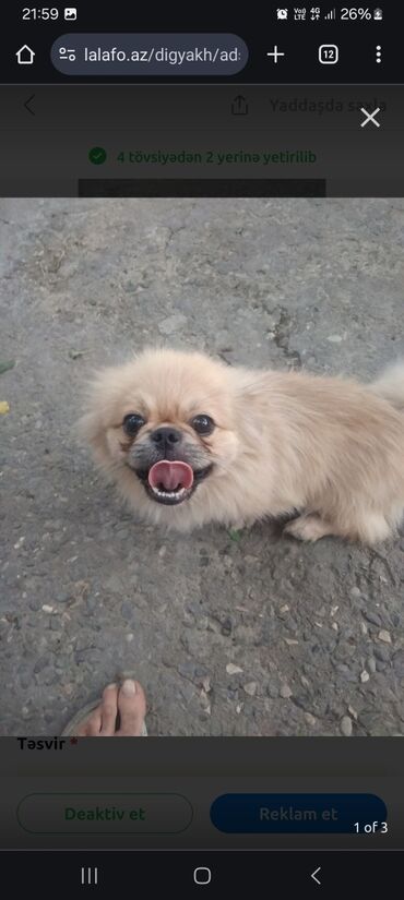 qəbələdə aylıq kirayə evlər: Pekines, 1 il, Erkek, Peyvəndli, Ünvandan götürmə