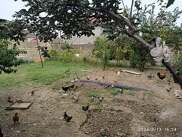 Torpaq sahələrinin satışı: 3 sot, Biznes üçün, Mülkiyyətçi, Bələdiyyə -da lalafo.az — 6 Torpaq sahələrinin satışı: 3 sot, Biznes üçün, Mülkiyyətçi, Bələdiyyə — 6