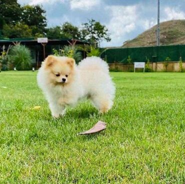 İtlər: Şpitz, 1 il, Dişi, Peyvəndli, Rayonlara çatdırılma, Pulsuz çatdırılma, Ünvandan götürmə — 10