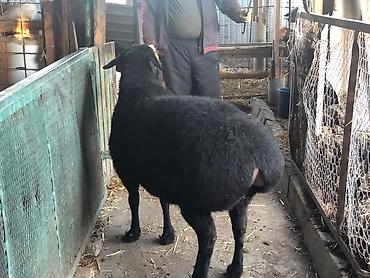 Баран, овца: Продаю | Овца (самка) | Для разведения | Племенные — 3