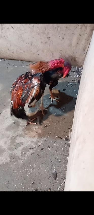 Xoruzlar: Xoruz, Heyratı, il: 1, Ödənişli çatdırılma — 29