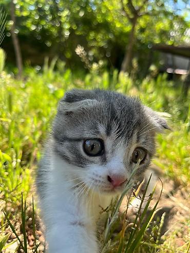 Кошки: Шотландская вислоухая — 1