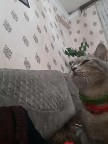 Pişiklər: Tabbi, Yaxşı əllərə — 3