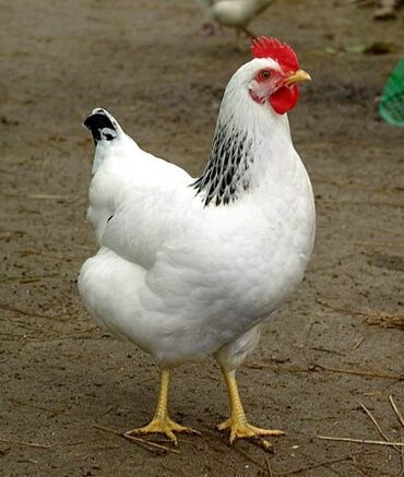птица ферма: Продаю инкубационный яйцо Адлер серебристый чистокровный