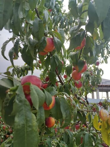 Продажа домов: Дом, 70 м², 2 комнаты — 21