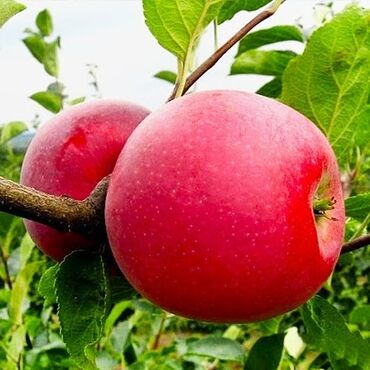 Садовые цветы и кустарники: Саженцы цветка: Розы — 28