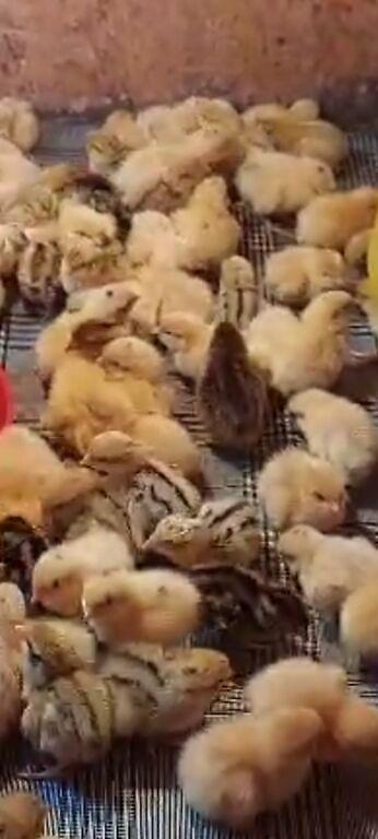 Птицы: Продам : Перепелов для развода возраст разный и на мясо . Яйца — 3