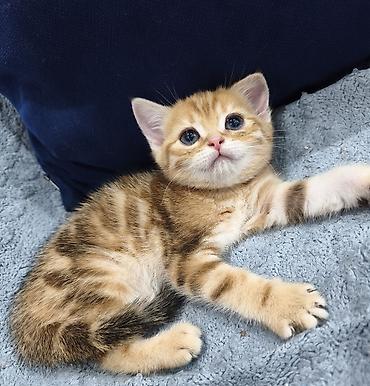 Продажа кошек: Предлагается к предварительному резерву шотландский котенок. Скоттиш — 7