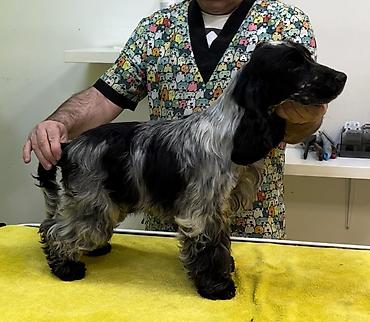 Psi: Engleski koker spanijel u ponudi NOVO LEGLO iz odgajivacnice — 11