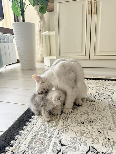 уй жаныбар: Шотландские вислоухие котята (Scottish Fold) серебристого окраса - — 1