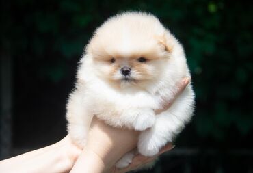 милые собаки: Шикарный мальчик померанского шпица. Супер пушистый,ласковый и милый