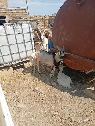 Keçilər, çəpişlər: SAF KAN SANEN FIRANSIZ IRKI KEÇİLER MACAR IRKI KEÇİLER ÇEPİÇLER BOĞAZ — 4