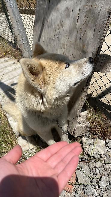 balaca it cinsi: Akita -inu Baxim, diqqet ve qulluq teleb edir . tukunu tokur deye — 4