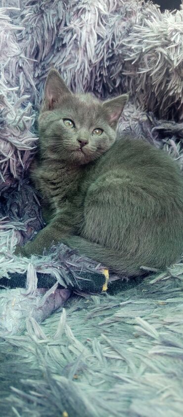 оптом корм для кошек: Беспородная, 3 месяца, Девочка, Серый