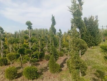 Ağaclar: Her növ ağaclar ve dekarativ ağaclar çox ucuz ve qarantili gubresiz — 22