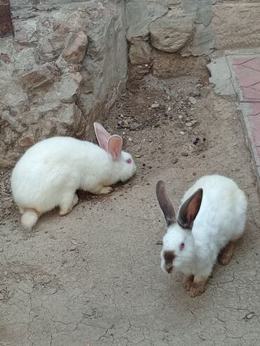 dovşan balalari: Herkese salam 2 dene dovşan satılır biri ərkək biri dişidi təcili